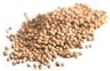 Coriander Seed